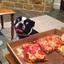 Pizza Dog