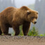 Brown bear