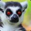 Angry Lemur