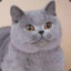 Angry British Shorthair