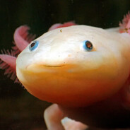 axolotl