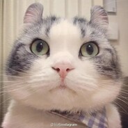 大脸猫猫不吃鱼