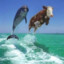 Delphine Cow