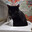 Sink Cat