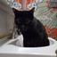 Sink Cat