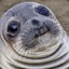 Awkward Seal