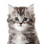 Kitten