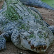 croco the gambler
