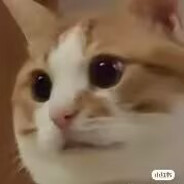 QQ内内好喝到咩普茶