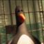 Feathers McGraw