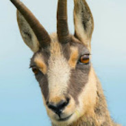 Love Goats