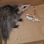 Drunk Opossum