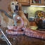 bratwurst making dog