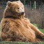 Grizzly