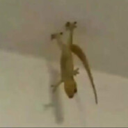 ▪️UpsideDownLizard▪ avatar