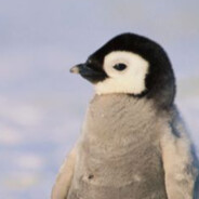 Im penguin now