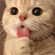 ファックしてください