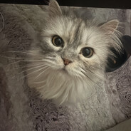 Remzi Orospuoglu