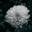 Faded chrysanthemum