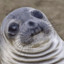 The Awkward Seal