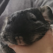 Сало в кокаине