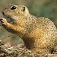 XMurmeli - steam id 76561197961811112