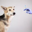 狂犬病疫苗