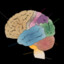 primary somatosensory cortex
