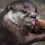 Otter