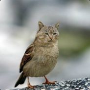 kot