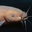 Electric Catfish Gaming