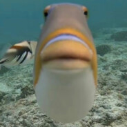 大人我是耗子怎么起名