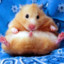 Chubbi_Hamster