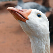 Goosest Goose