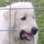 CrazyDog97