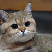 Миша Горчичный