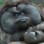 Angry Orangutan