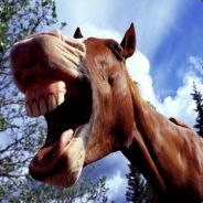Colt