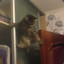 Spider - Cat