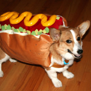<eClipse> hotdogger