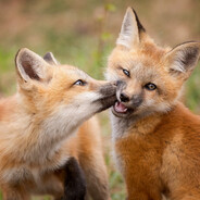 weasel (っ◔◡◔)っ