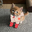Medic Cat