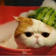 最强三人组其三李西西