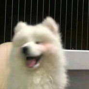 完美人夫哪里找