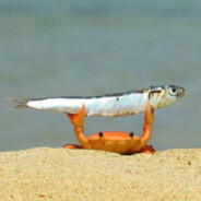 کیر تو زندگی