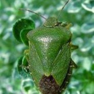 bździuch