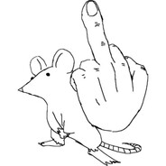 Rat