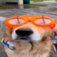 dogzundertime