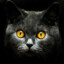 --[HDIF]--Tom British Cat
