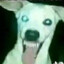 Perrito Fornicador &lt;3